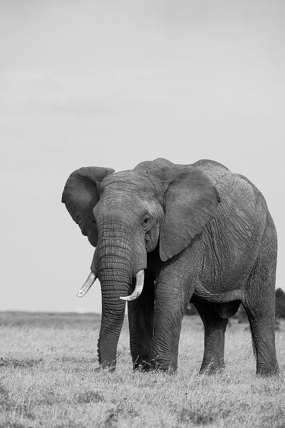 Hopkins, Cindy Miller 아티스트의 Africa-Kenya-Laikipia Plateau-Ol Pejeta Conservancy-African elephant작품입니다.